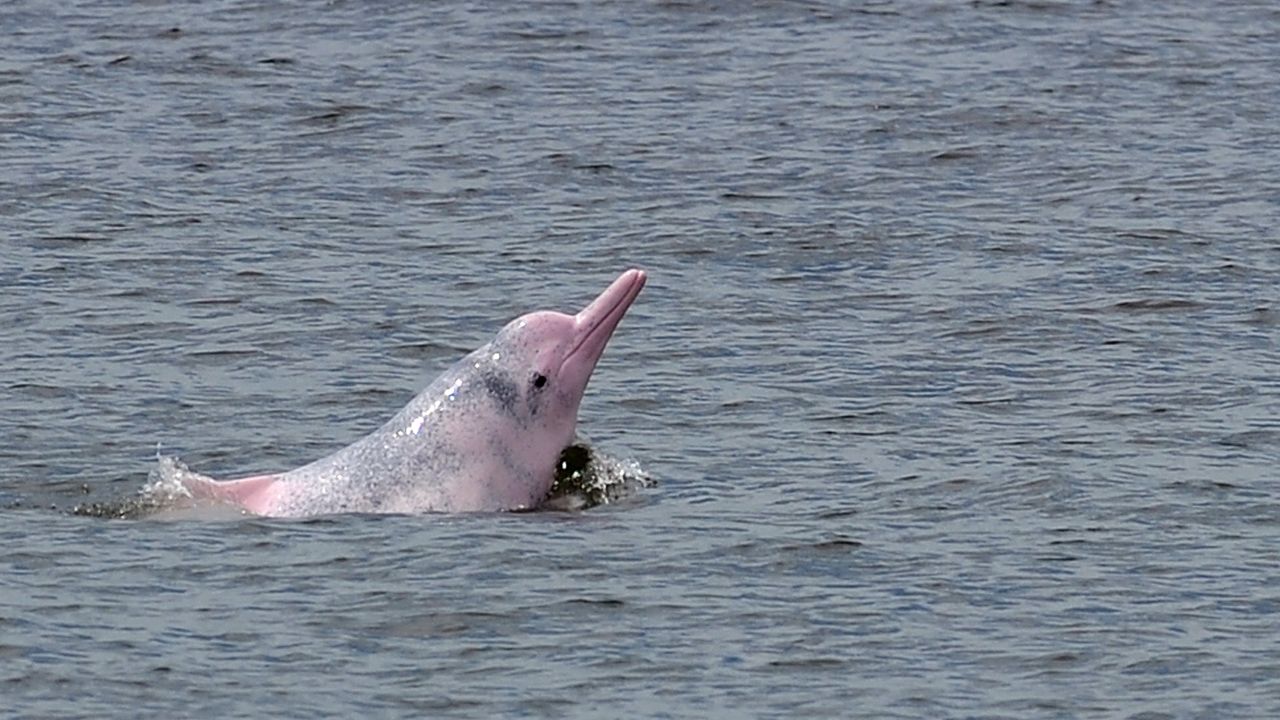A Chinese white dolphin, nicknamed the pink dolphin,  off the coast of Hong Kong. 