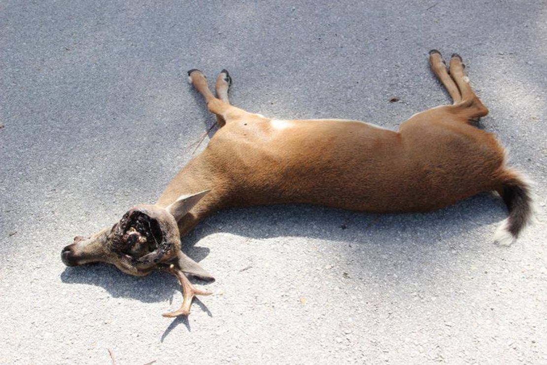 Around 60 endangered Key deer have died as a result of a screwworm infestation.