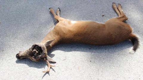 Around 60 endangered Key deer have died as a result of a screwworm infestation.