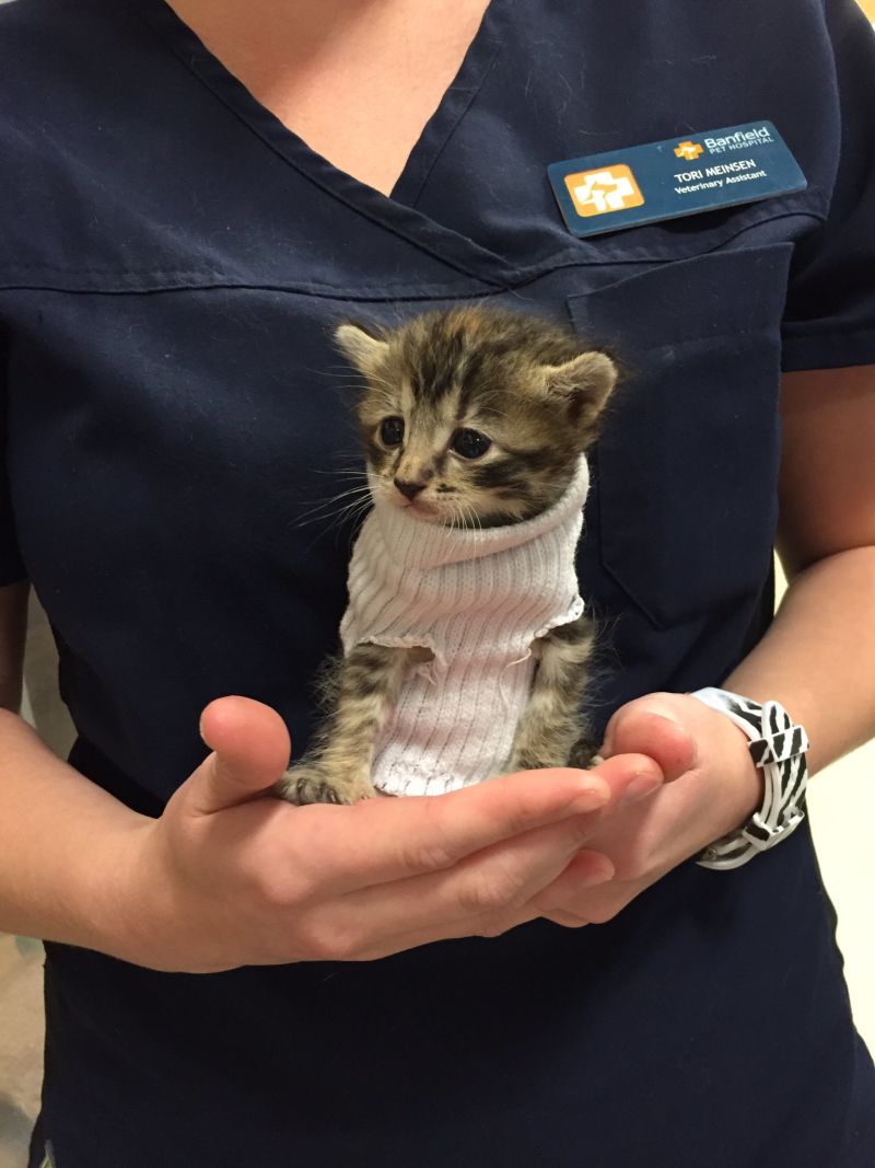 Kitten jacket clearance