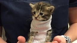 A kitten in a makeshift sweater awaits adoption at a local pet store