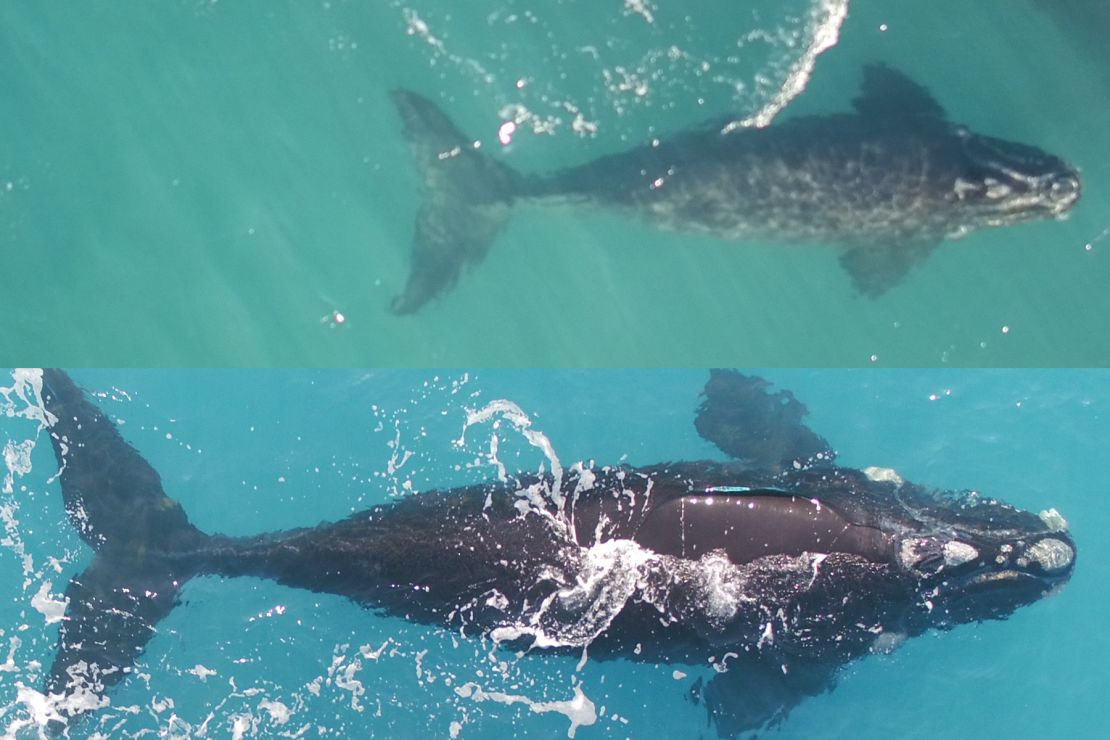 Bella's calf on July 3 (top) and September 4 (bottom). The calf grew 6 feet (1.83 meters) in length in two months.