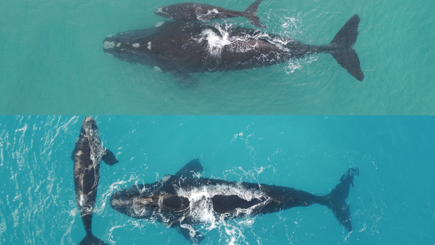 Maybeline and her calf on July 2 (top) and August 31 (bottom). The mother lost 16 inches (40 centimeters) in width while her calf gained 5 feet  (1.53 meters) in length.