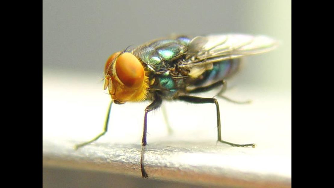 In her lifespan, the screwworm fly can produce thousands of offspring.