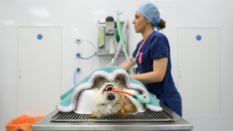 <strong>October 7: </strong>Veterinary nurse Lauren Emmett carries out a procedure on a dog in London.