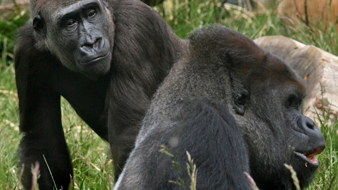 A male and female gorilla at London Zoo.