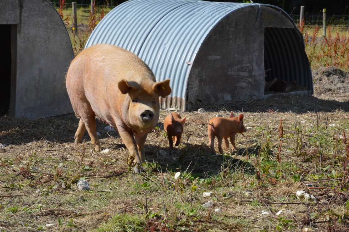 "It was a mistake to see the pigs before," says Gray of her abattoir visit. 