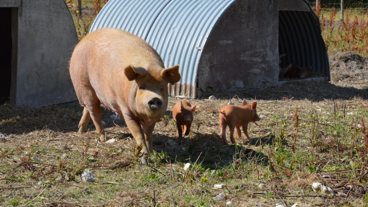 "It was a mistake to see the pigs before," says Gray of her abattoir visit.