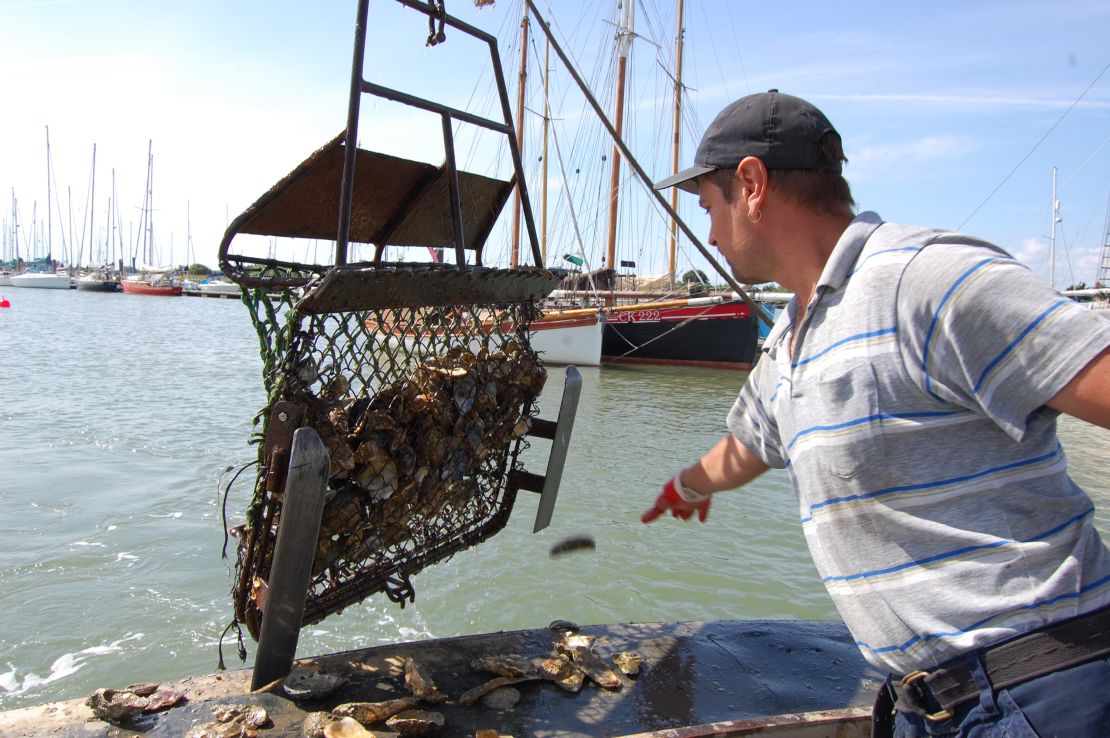 Harvesting oysters with fishermen. 