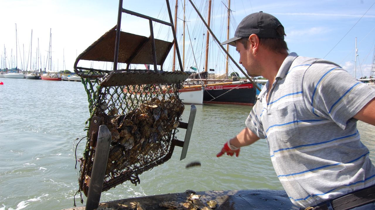 Harvesting oysters with fishermen.