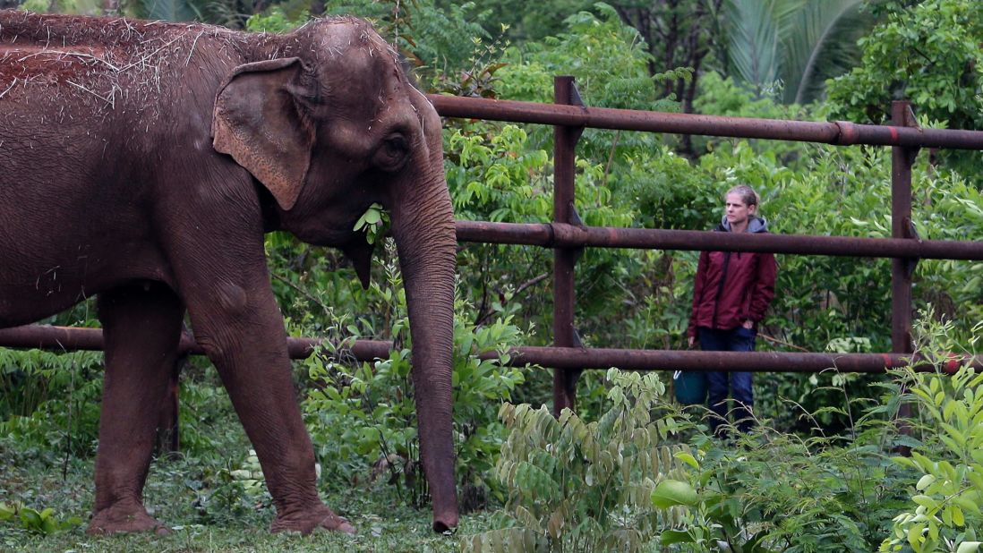 Asian elephant Guida explores the free area for the first time and is observed by a sanctuary technician.