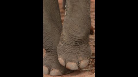 Asian elephant Guida lifts a paw as she stands in her new home.