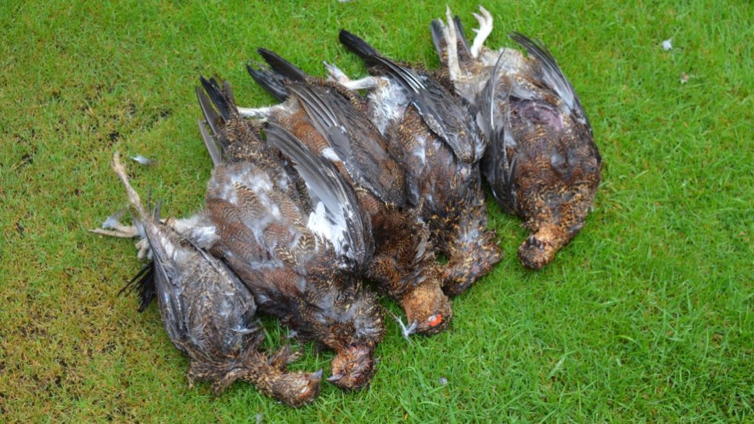 The results of a pheasant shoot, which are hugely popular but controversial in England. 