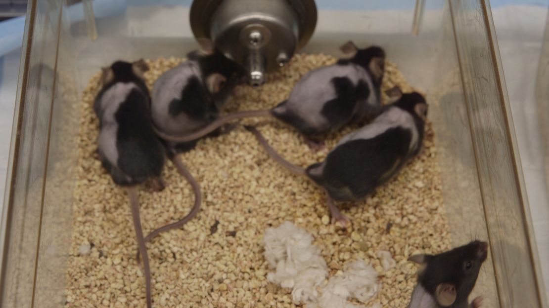 Bald mice regrew hair on their right sides but not on their left after being treated with an experimental cream for hair loss. 