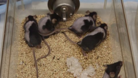 Bald mice regrew hair on their right sides but not on their left after being treated with an experimental cream for hair loss. 