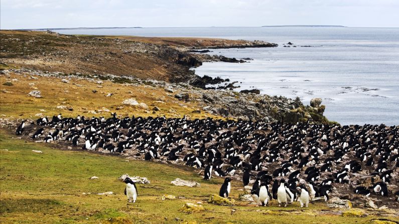 Named for the semi-precious stones that dot its beaches, Pebble Island in the Falklands is a favorite gathering place for penguins, cormorants and other native birds. Consider it your destination for natural, unadulterated squawking -- as opposed to the political kind.