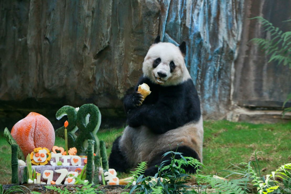 Jia Jia was the world's oldest panda in captivity. 