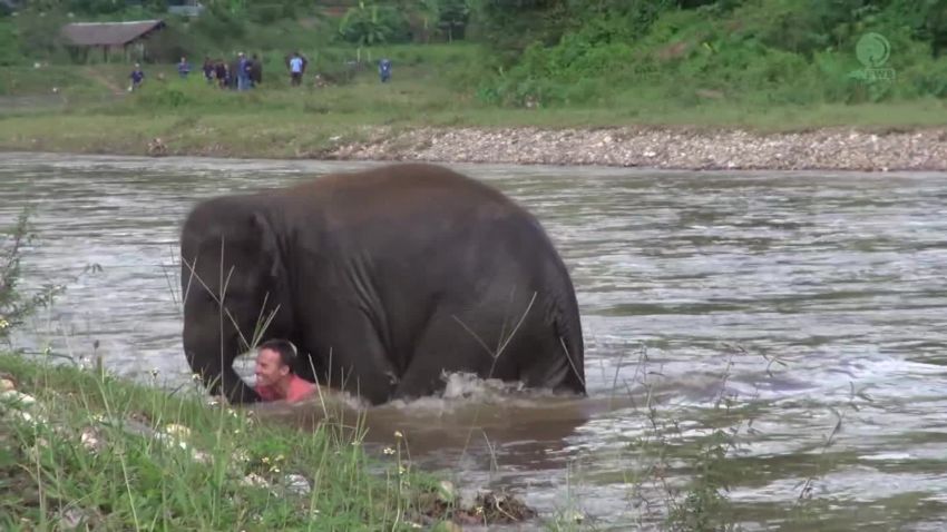 baby elephant rescues man orig llr_00000004.jpg