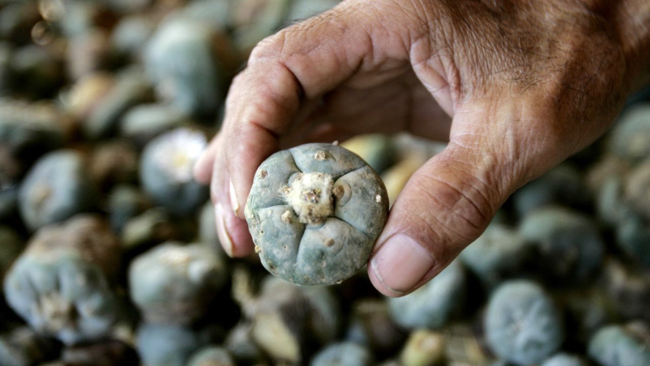 <strong>Peyote</strong>, or <strong>mescaline</strong>, is a psychedelic drug derived from a cactus that grows in desert areas of Texas and Mexico. Peyote cacti are circular and spineless and come in multiple colors, and they grow disc-shaped flowers. The "buttons" are harvested, dried and chewed or brewed in tea. Peyote users can experience hallucinations, intense anxiety, and poor eating and sleeping. 