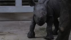 endangered black rhino born blank park zoo iowa_00001103.jpg