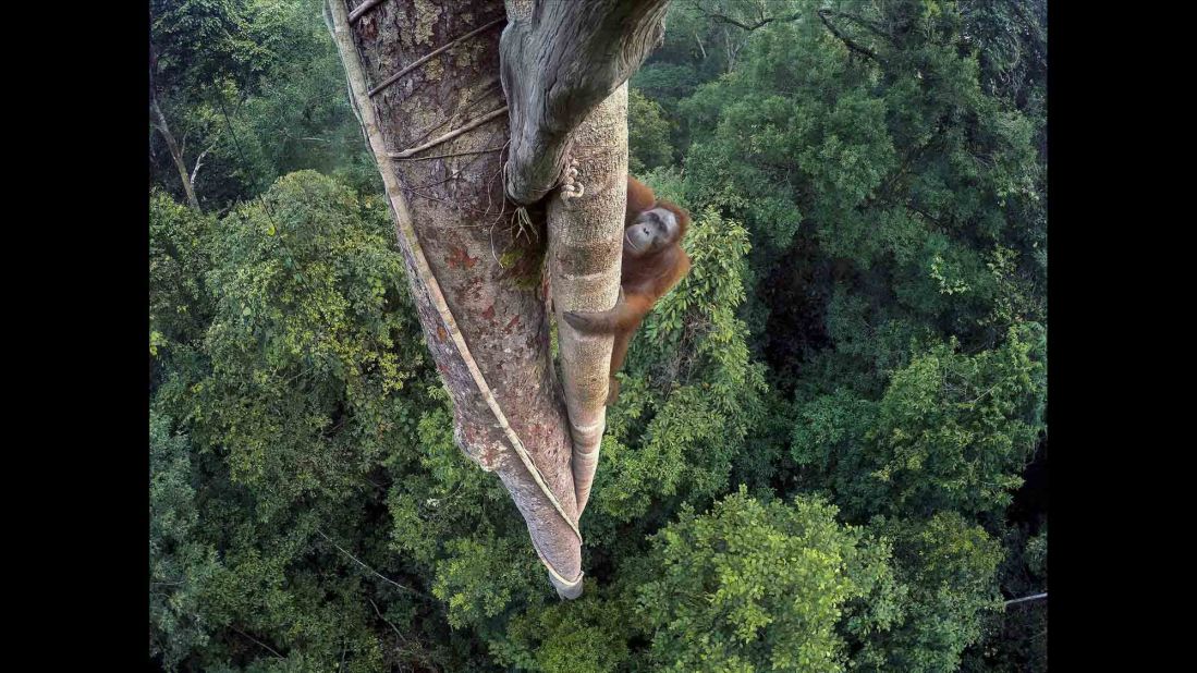 Category: Grand Prize <br />An endangered young male Bornean Orangutan climbs over 30 meters up in the rain forest of Gunung Palung National Park in Indonesian Borneo. The park is one of the few protected orangutan environments in Borneo.