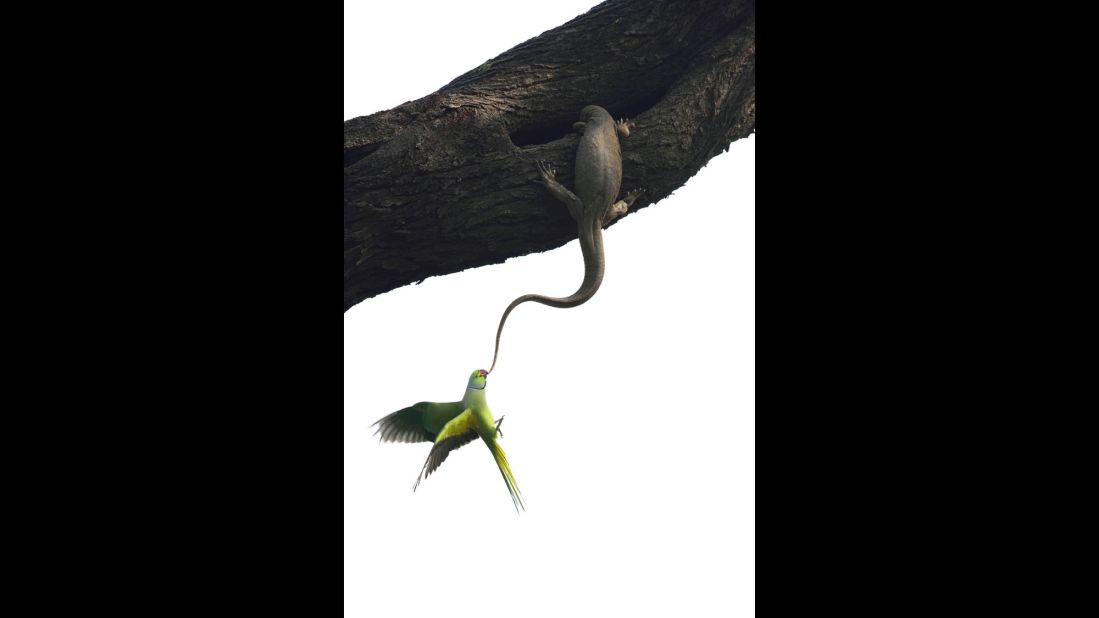 Category: Birds<br />Indian rose-ringed parakeets attack a Bengal monitor lizard that had invaded their nest, high in a tree in India's Keoladeo National Park. After two days and repeated attacks, the parakeets eventually gave up and left to find another home.<br />