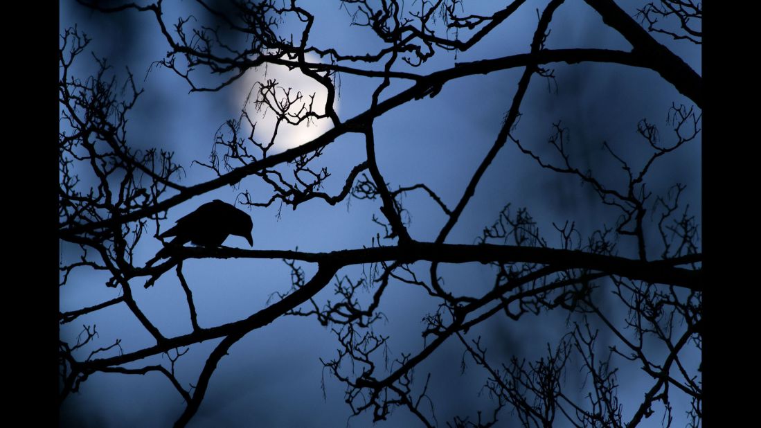 Category: Grand Prize (Young Wildlife  Photographer)<br />A crow perching in a tree is a common scene in a London park, but when set against the blue light of dusk and a full moon it felt 'almost supernatural, like something out of a fairy tale,' says Gideon.<br /><br />