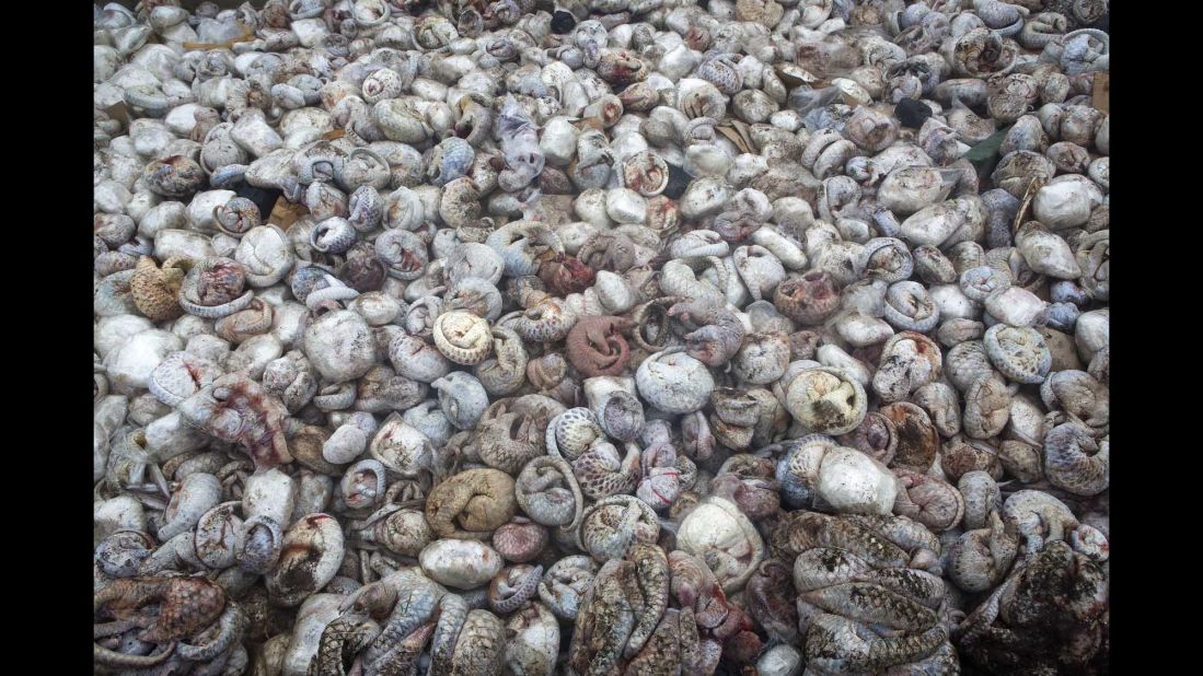Category: Photojournalist Award for a single image<br />Paul Hilton captured this scene of some 4,000 defrosting pangolins from one of the largest seizures on record of the heavily trafficked animals. The scaly mammals are prized in China and Vietnam for their exotic meat and for their scales used in traditional medicine. Four of the eight existing species are endangered as a result of the trade.