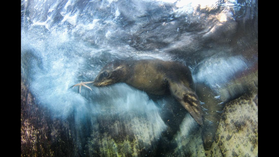 Category: Impressions<br />A young sea lion swimming in the Gulf of California grabs a starfish, which it then offered to photographer Luis Javier Sandoval. Sandoval says, 'I love the way sea lions interact with divers and how smart they are.'