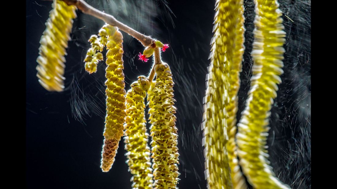 Category: Plants and Fungi<br />With every gust of wind, showers of pollen are released from a hazel tree and illuminated by the winter sun near photographer Valter Binotto's home in northern Italy.