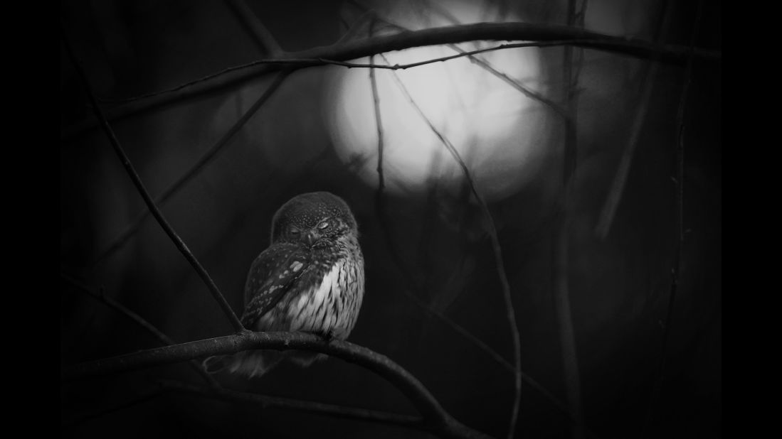 Category: Black and White<br />A solitary Eurasian pygmy owl was photographed by Mats Andersson after he discovered the owl's mate lying dead on the forest floor. "The owl's resting posture reflected my sadness for its lost companion," says Andersson. These birds of prey are known to form pair bonds in autumn that last through spring, and sometimes for more than one breeding season.