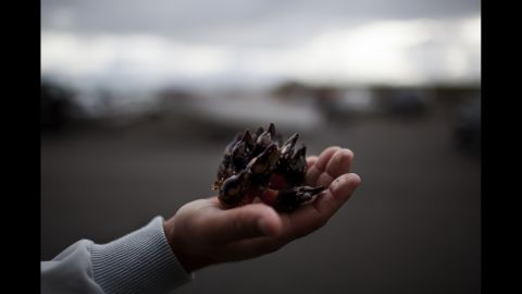 Goose barnacles, or percebes, are among the most expensive shellfish in the world. The delicacy grows all along the coastal cliffs, but they flourish where the waves are the highest and the wind is at its most fierce.