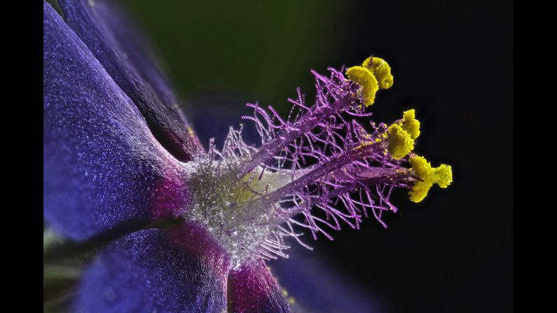 <strong>8th Place:</strong> <strong>Samuel Silberman </strong>-- A photo of wildflower stamens captured in Monoson Yahud, Israel. <br />