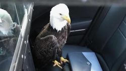 bald eagle rescued by florida state trooper dnt _00003604.jpg