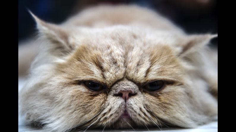 A Persian cat rests during a cat show in Istanbul on Sunday, October 16.