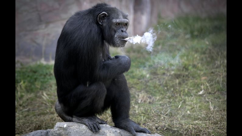 Azalea, a 19-year-old chimpanzee, smokes a cigarette Wednesday, October 19, at the Central Zoo in Pyongyang, North Korea. Zoo officials said she smokes about a pack a day but doesn't inhale.