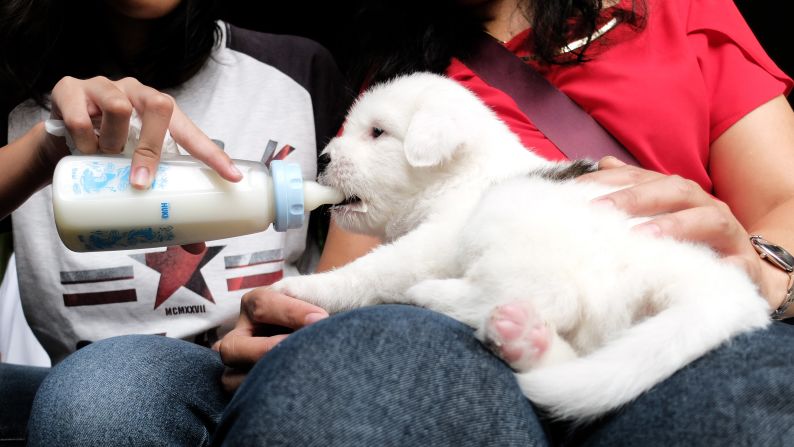 A puppy drinks milk before an animal blessing ceremony in Jakarta, Indonesia, on Saturday, October 15.