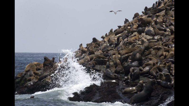 Hundreds of sea lions rest near the port of Callao, Peru, on Friday, October 14.