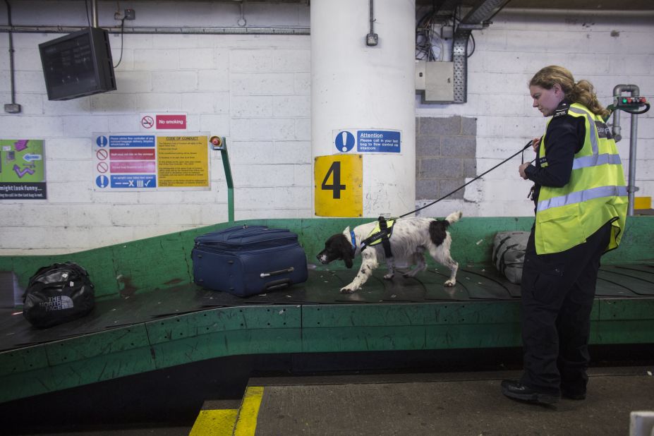 A UK Border Force detector dog helps check for illegal drugs in luggage arriving at Gatwick Airport on May 28, 2014 in London.