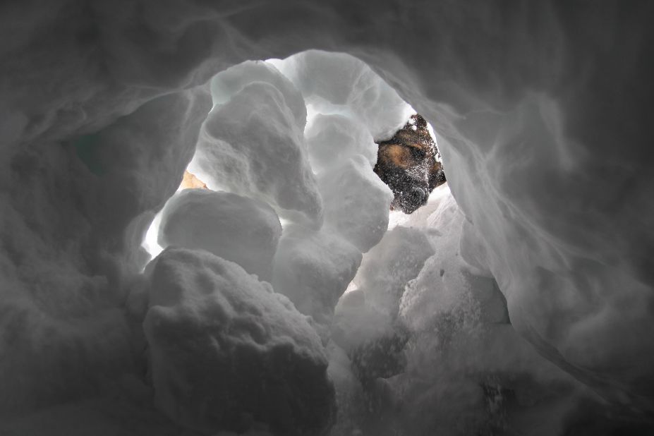 An avalanche rescue dog searches for a person buried in the snow during training on January 17, 2013, near Alpspitze mountain in southern Germany.