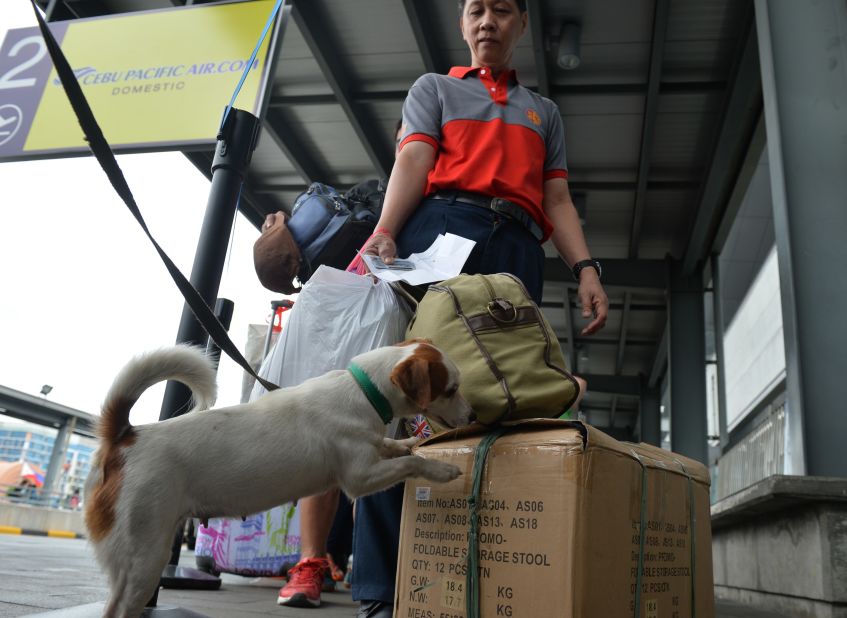 An airport policeman and his sniffing dog inspect a passenger's luggage at the airport in Manila on September 1, 2014.