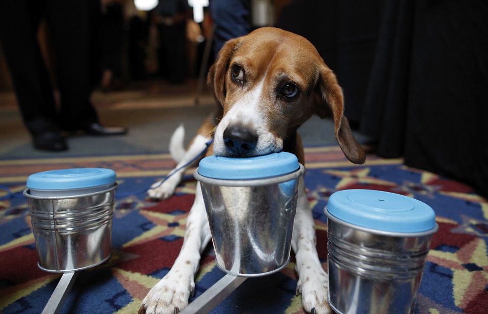 A bedbug-detecting dog signals which container has live bedbugs at the BedBug University North American Summit on September 22, 2010, in Rosemont, Illinois. 