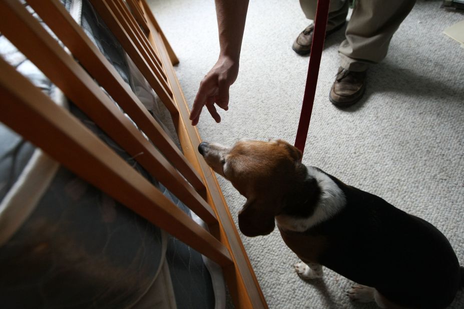 A beagle trained to sniff out bedbugs inspects a bed in an infested apartment on April 30, 2009, in San Francisco.