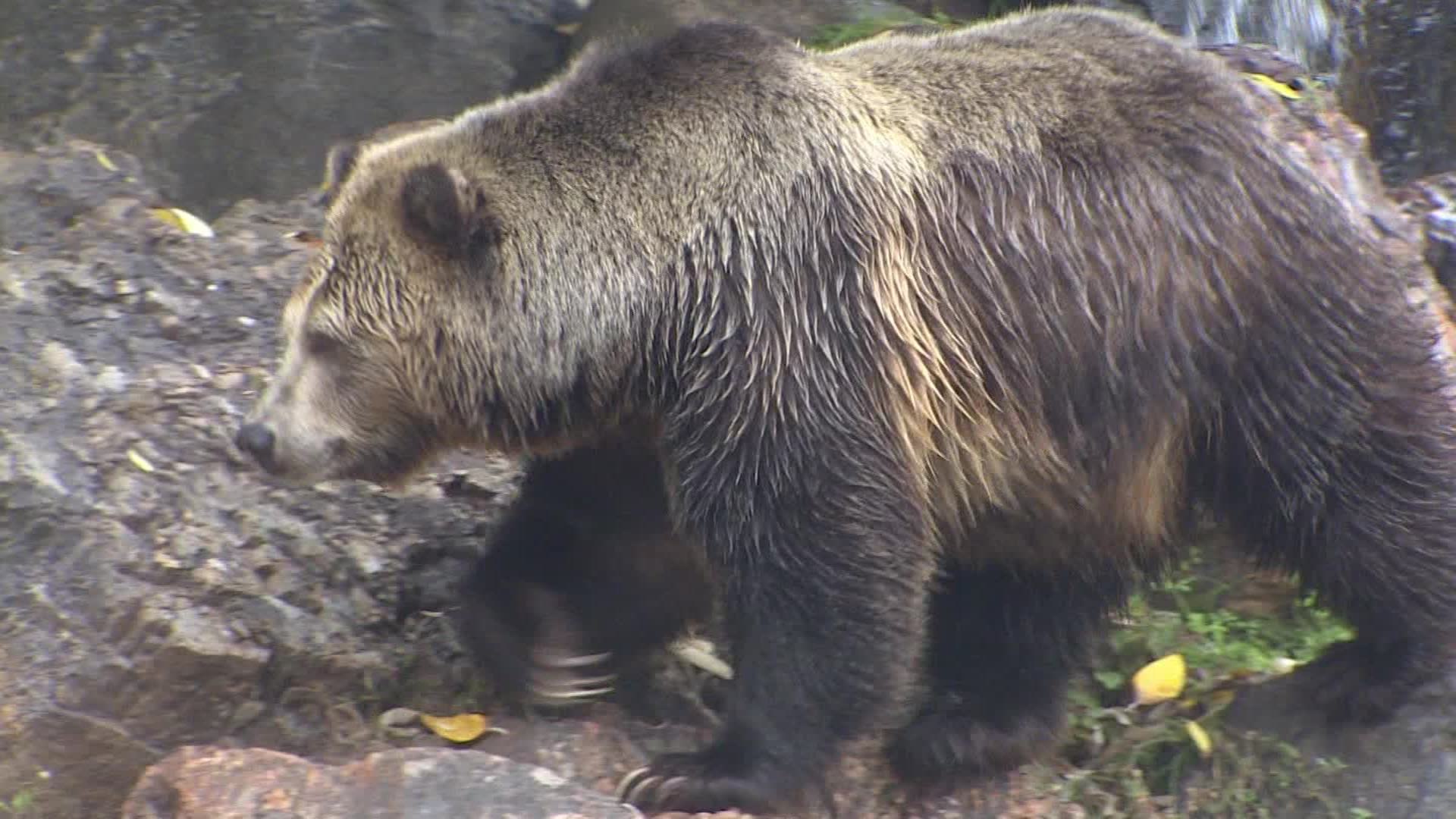 Could California bring back grizzly bears? UCSB researcher says it's not  impossible