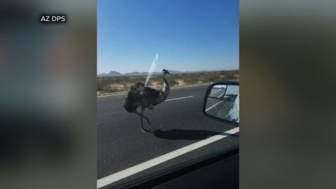 Authorities were notified after emu spotted wandering along I-10 near Phoenix 