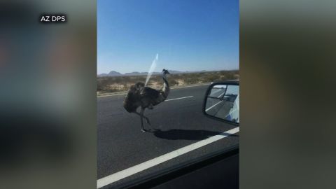 Authorities were notified after emu spotted wandering along I-10 near Phoenix