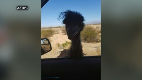 Emu looks inside Arizona State Trooper patrol car after being spotted on I-10 near Phoenix 