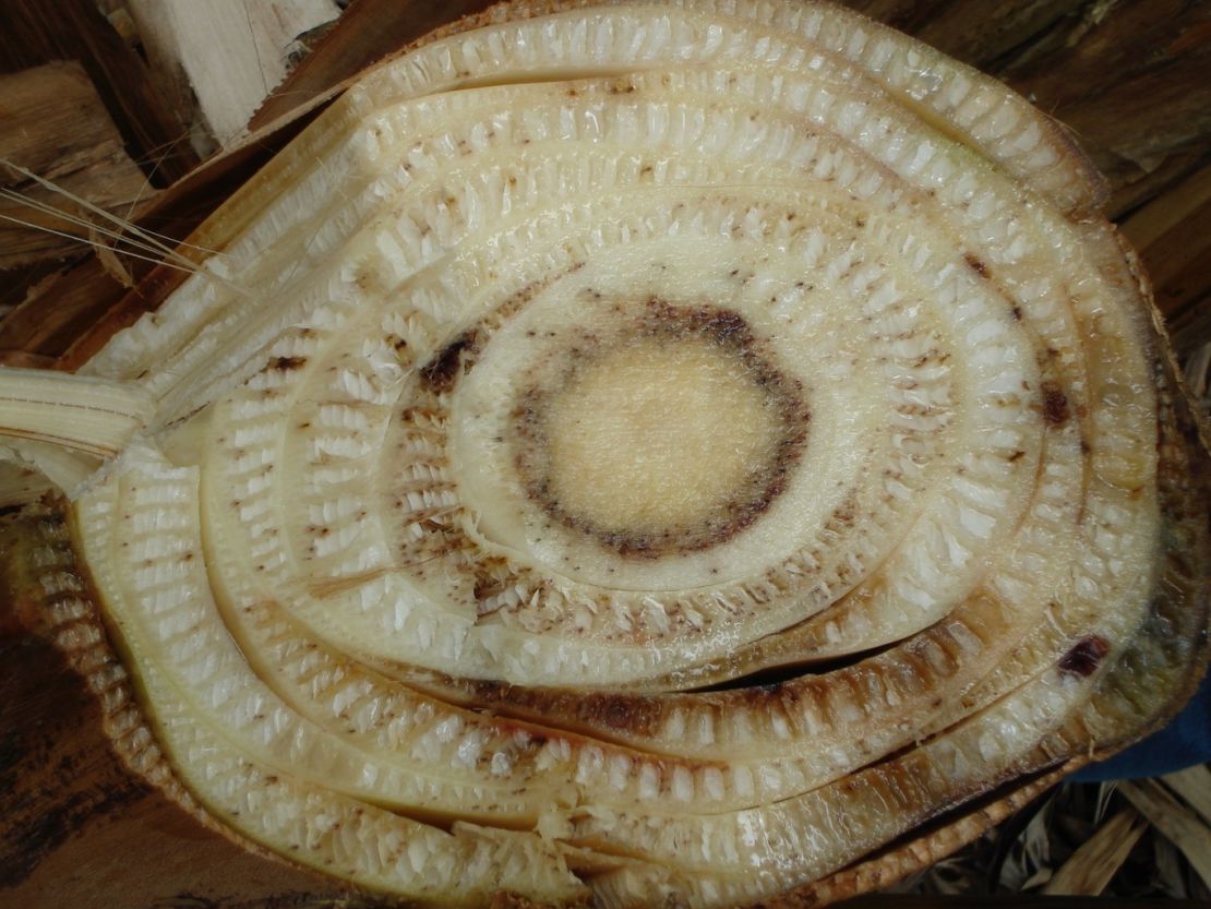 A cross-section of a banana plant infected with the fungus that causes Fusarium wilt.