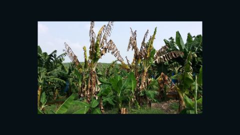 Cavendish banana trees in China infected with the new fungal disease TR4. 
