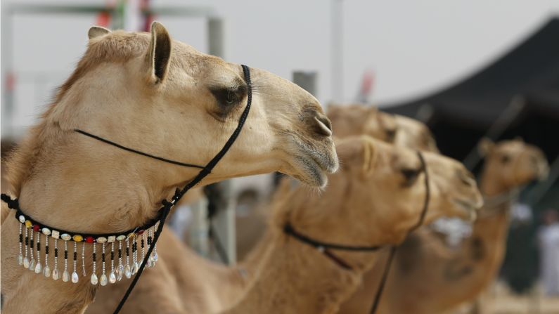 The market and a nearby racecourse host the annual Sheikh Sultan Bin Zayed al-Nahyan camel festival, which takes place in late January and early February. Among festivities are camel auctions, races and a camel beauty contest.